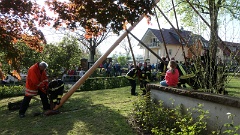 2022 Maibaum stellen (17)